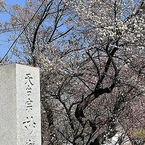 ume-ajisaidera2.webp