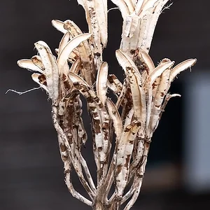 dried flower.webp