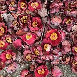 IMG_5148.webp