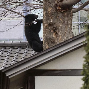 Black bear in residential area