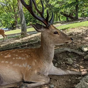 Nara June 2025