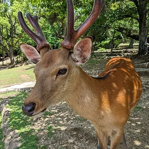 Nara June 2025