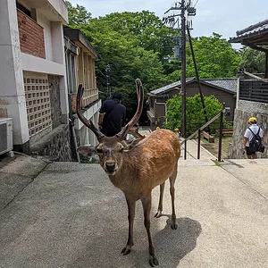 Nara June 2025