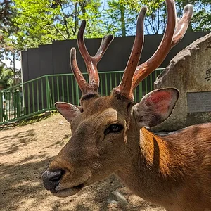 Nara June 2025