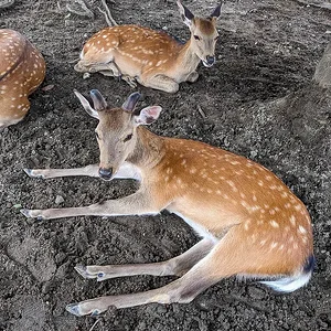 Nara June 2025