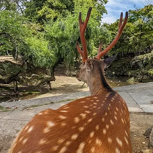 Nara June 2025