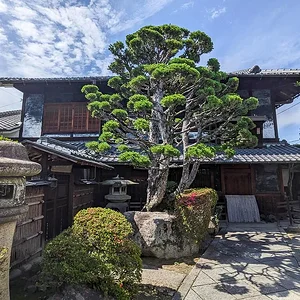 Uji