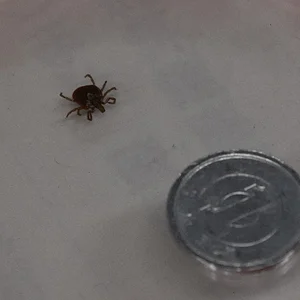 Ixodid tick