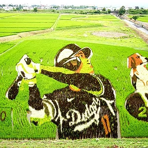 Shohei Ohtani rice paddy