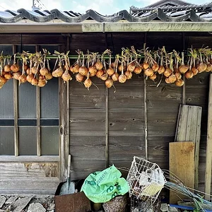 onion2.webp
