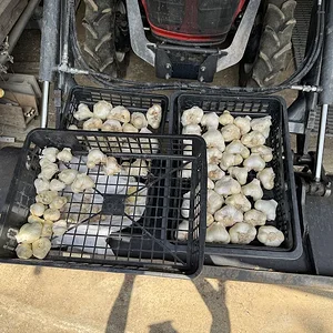 garlic3.webp