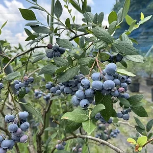blue7.webp