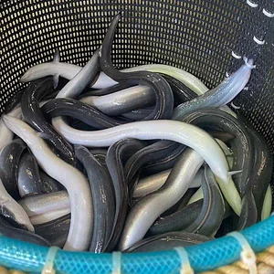Unagi - Japanese eel