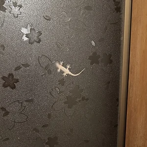 gecko.webp
