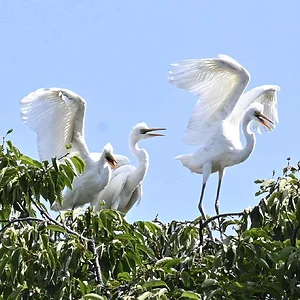 Herons in Toyama