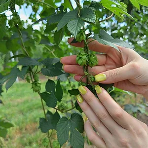 Heat-tolerant Hersbrucker hops