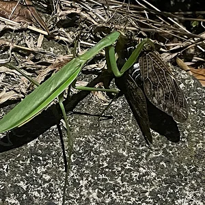 Kamakiri カマキリ