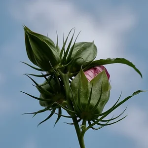 DSCF2164.webp