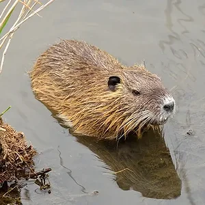 nutria-shizuoka.webp