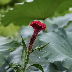 DSCF2218.webp