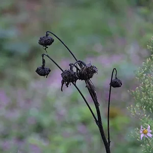 DSCF2221.webp