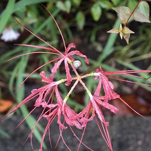 DSCF2241.webp