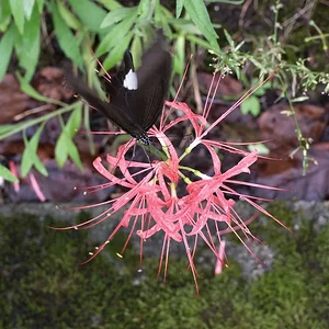 DSCF2245.webp
