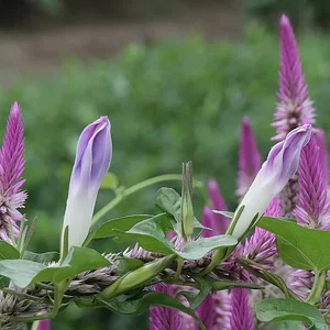 DSCF2253.webp