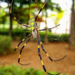 golden-orb-spider-2.webp