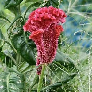 DSCF2339.webp