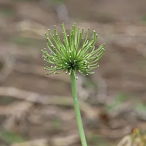 DSCF2340.webp