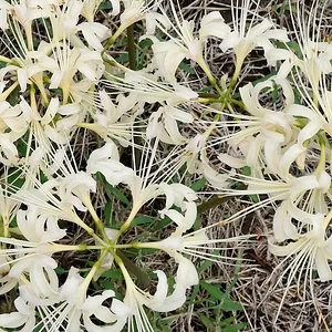 DSCF2354.webp