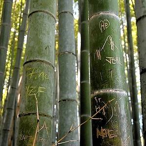 Arashiyama bamboo forest