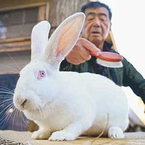 ジャンボうさぎ