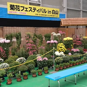 菊花1.webp