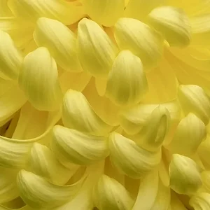 菊花2JPG.webp