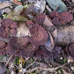 DSCF2537.webp