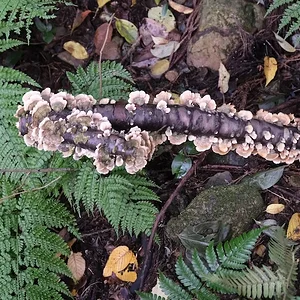 DSCF2539.webp