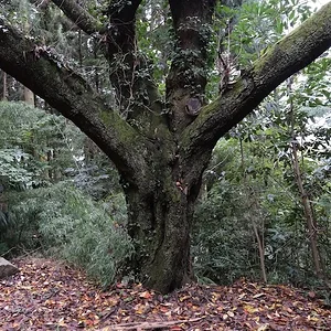 DSCF2532.webp