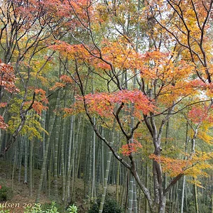 Japan_Nov_2025-0041.webp
