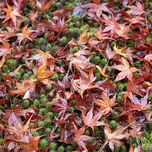 Japan_Nov_2025-0055.webp