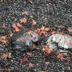Japan_Nov_2025-0051.webp
