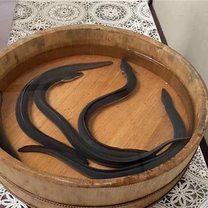 Japanese eels