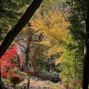 morning-temple-walk.webp