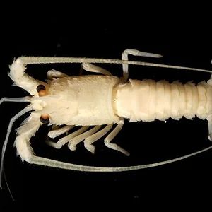 Ise-ebi