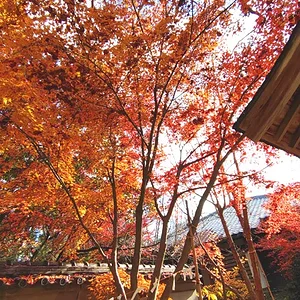 DSC4.webp