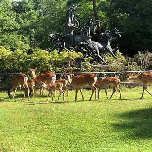 kyoto-deer.webp