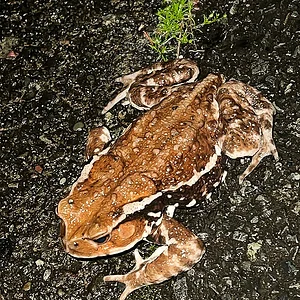 bufo-japonicus-formosus.webp