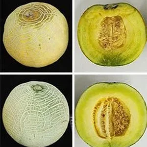 melons-on-demand-ripen.webp