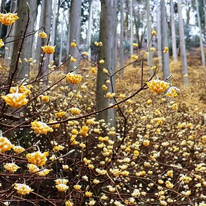 Oriental Paperbush and Fringed Iris Forest